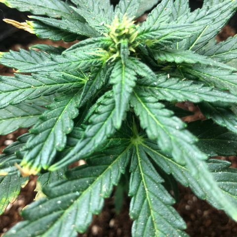 White Widow #1 growlog timeline photo