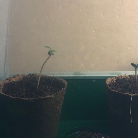 Royal Haze (2) growlog timeline photo