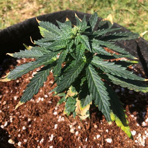 White Widow #1 growlog timeline photo