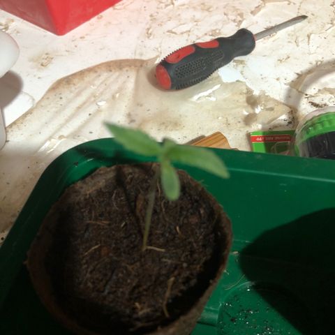 Royal Haze (2) growlog timeline photo