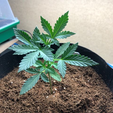Cheese Auto #1 growlog timeline photo