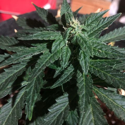 White Widow #1 growlog timeline photo