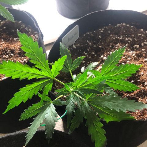 Cheese Auto #2 growlog timeline photo