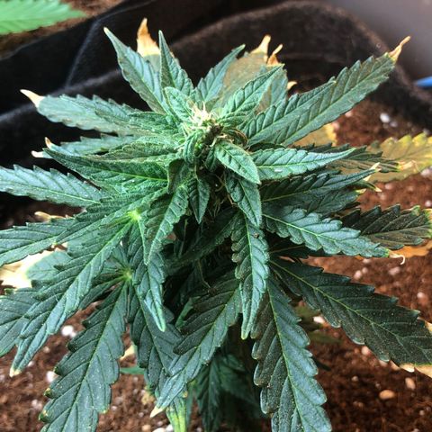 White Widow #1 growlog timeline photo