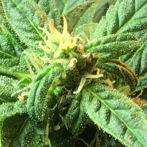White Widow #1 growlog timeline photo