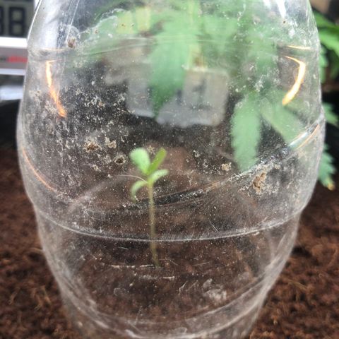Royal Haze (2) growlog timeline photo