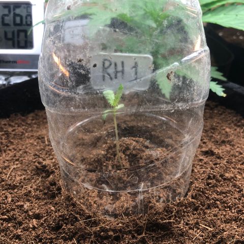 Royal Haze (2) growlog timeline photo