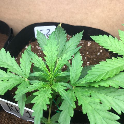 Cheese Auto #2 growlog timeline photo