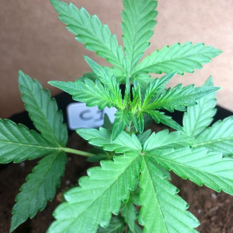 Cheese Auto #1 growlog timeline photo