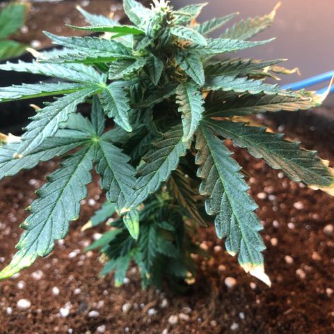 White Widow #1 growlog timeline photo