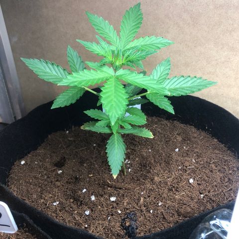 Cheese Auto #1 growlog timeline photo