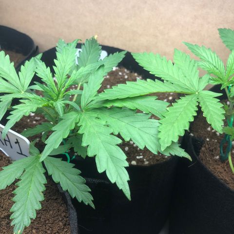 Cheese Auto #2 growlog timeline photo
