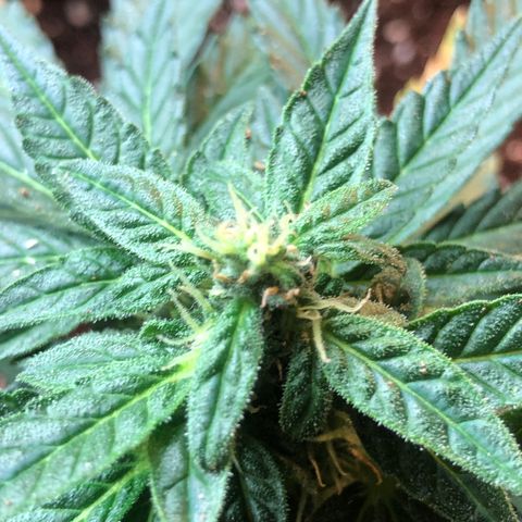 White Widow #1 growlog timeline photo