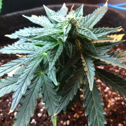 White Widow #1 growlog timeline photo