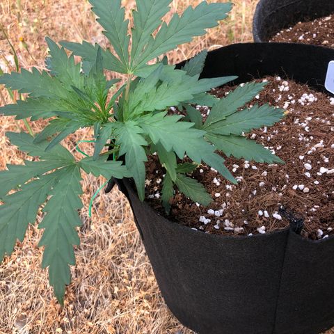 Cheese Auto #2 growlog timeline photo