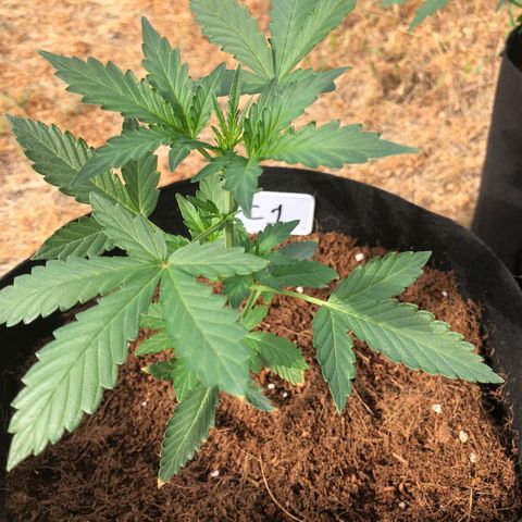 Cheese Auto #1 growlog timeline photo