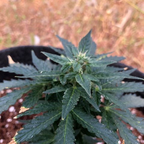 White Widow #1 growlog timeline photo