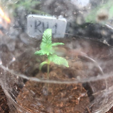 Royal Haze (2) growlog timeline photo