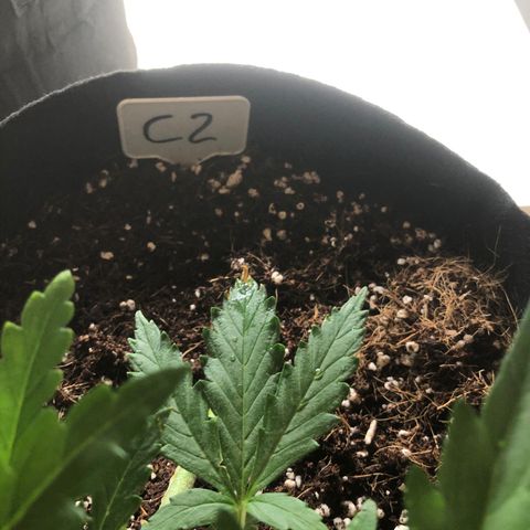 Cheese Auto #2 growlog timeline photo
