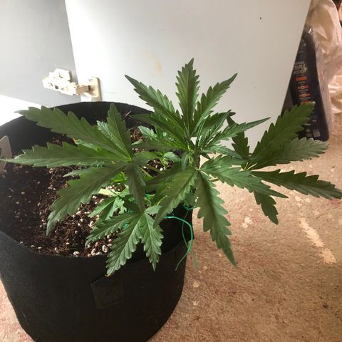 Cheese Auto #2 growlog timeline photo