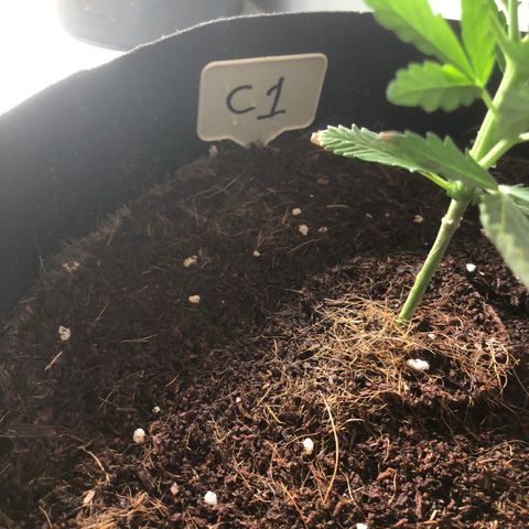 Cheese Auto #1 growlog timeline photo