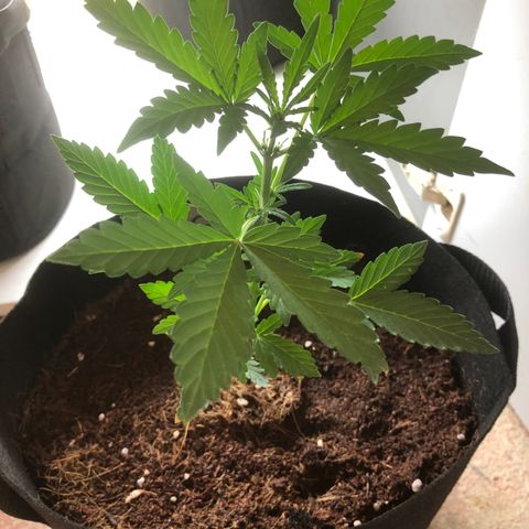 Cheese Auto #1 growlog timeline photo