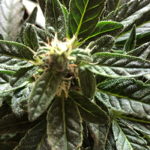 White Widow #1 growlog timeline photo