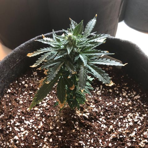 White Widow #1 growlog timeline photo