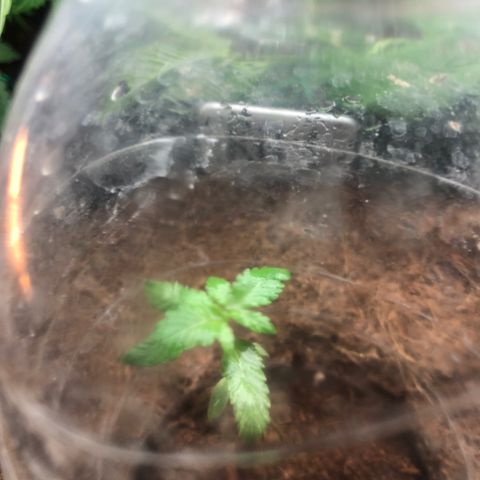 Royal Haze (2) growlog timeline photo