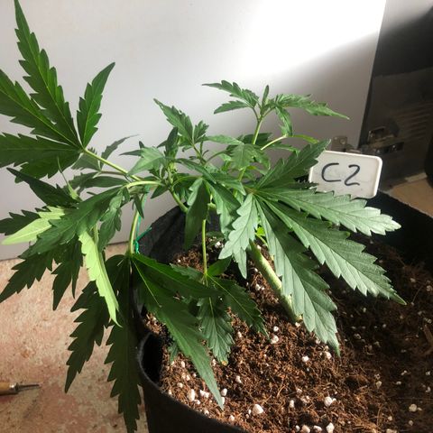 Cheese Auto #2 growlog timeline photo