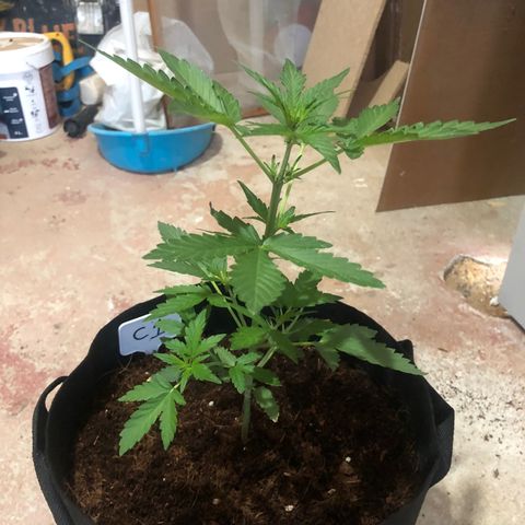 Cheese Auto #1 growlog timeline photo