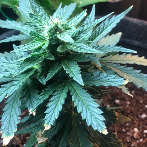 White Widow #1 growlog timeline photo