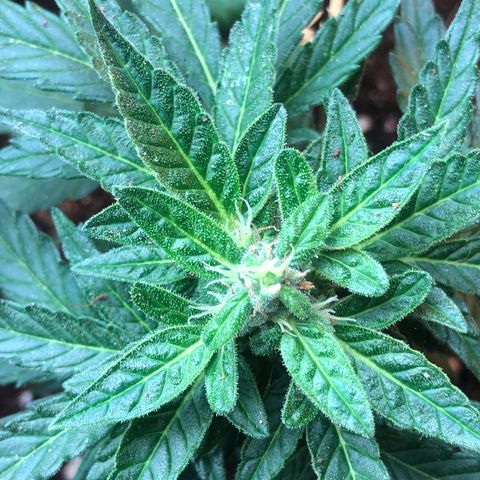 White Widow #1 growlog timeline photo
