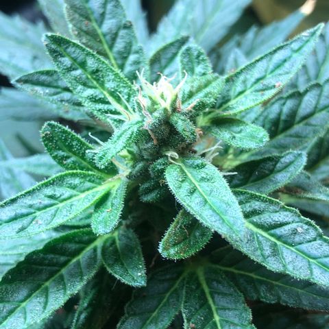 White Widow #1 growlog timeline photo