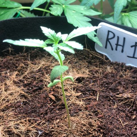 Royal Haze (2) growlog timeline photo