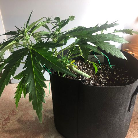 Cheese Auto #2 growlog timeline photo