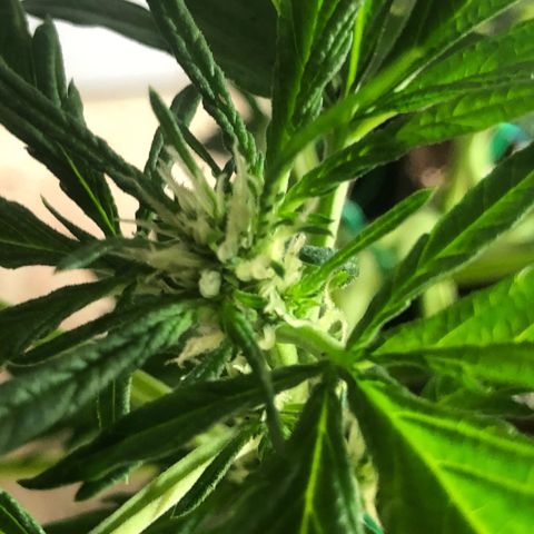Cheese Auto #2 growlog timeline photo