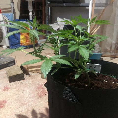 Cheese Auto #1 growlog timeline photo
