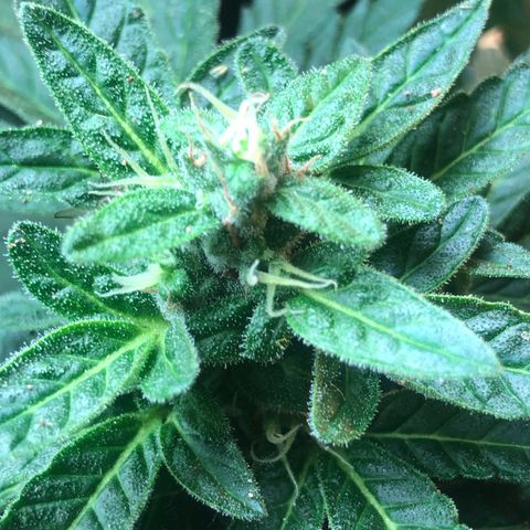 White Widow #1 growlog timeline photo