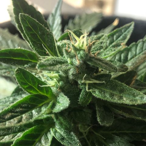 White Widow #1 growlog timeline photo