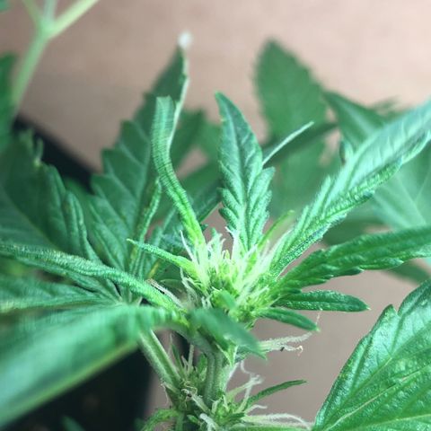 Cheese Auto #1 growlog timeline photo