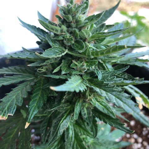 White Widow #1 growlog timeline photo