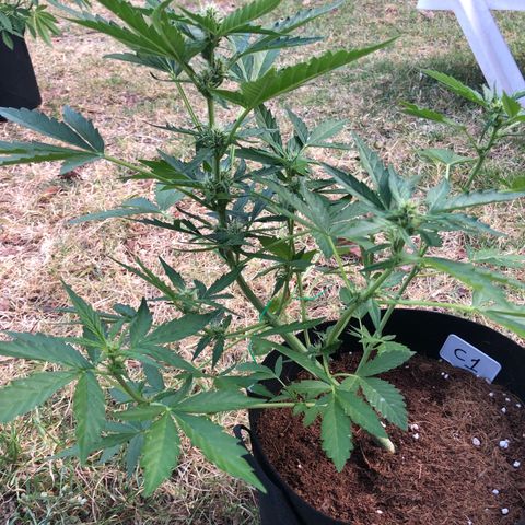 Cheese Auto #1 growlog timeline photo