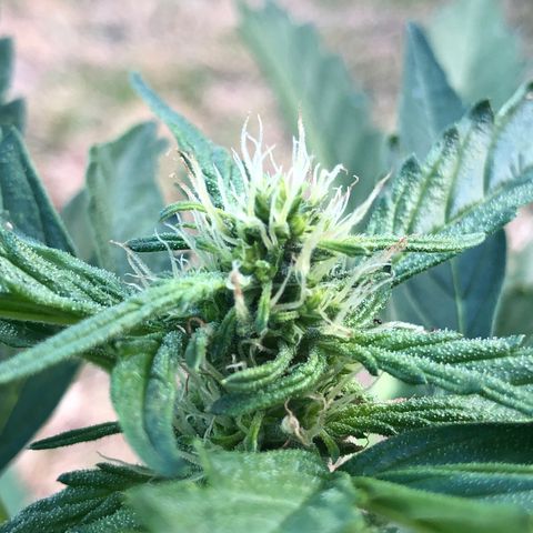 Cheese Auto #1 growlog timeline photo