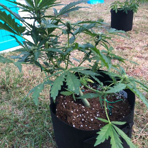 Cheese Auto #2 growlog timeline photo