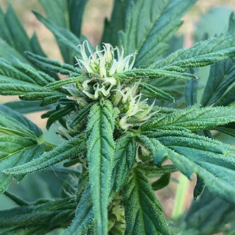 Cheese Auto #2 growlog timeline photo