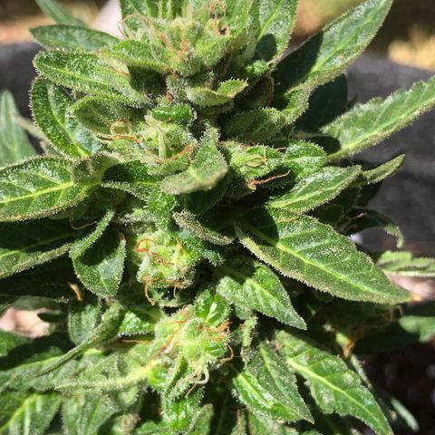 White Widow #1 growlog timeline photo