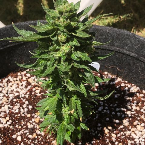 White Widow #1 growlog timeline photo