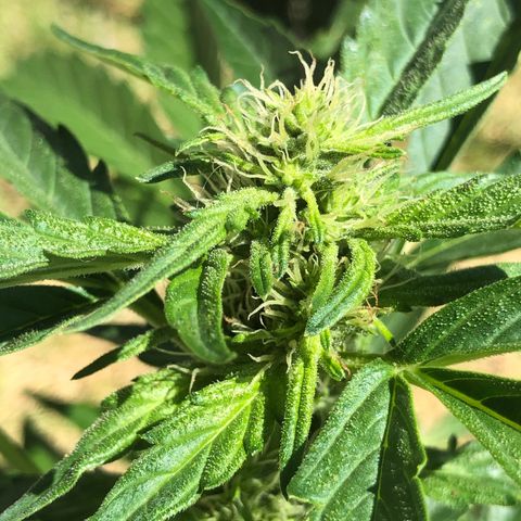 Cheese Auto #1 growlog timeline photo