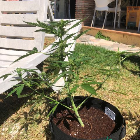 Cheese Auto #1 growlog timeline photo